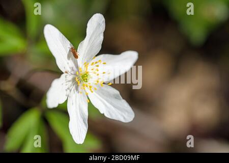 Wood anemone in a nearby woodland in early April, Springtime Stock Photo