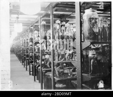 United States National Museum Alcoholic Specimen Room. Also known as SIA2009-1832Hall of shelved, preserved fish and other specimens in jars.Smithsonian Institution Archives, Record Unit 79, National Museum Building Construction Records, Image No. SIA2009-1808 Stock Photo