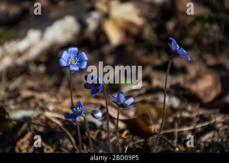 Spring flowers. The first spring blue flowers bloom in the forest. Blue snowdrops Stock Photo