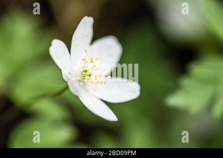 Wood anemone in a nearby woodland in early April, Springtime Stock Photo