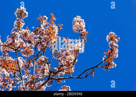 Cherry pink blossom, Prunus sp., blue sky, bright sun Stock Photo