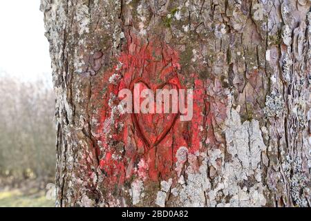 close-up of a heart carved on a tree Stock Photo