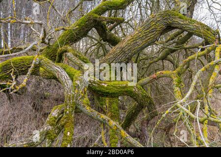 old tree with lots of boughs and branches at winter time seen in Southern Germany Stock Photo