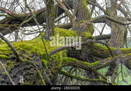 old tree with lots of boughs and branches at winter time seen in Southern Germany Stock Photo