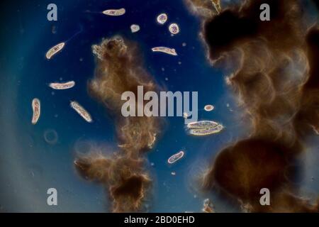 Pondlife, protozoa diversity Stock Photo