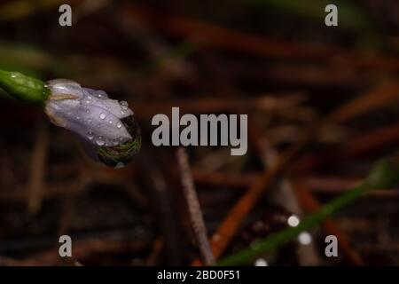 Water droplets on flower after summer storm Stock Photo