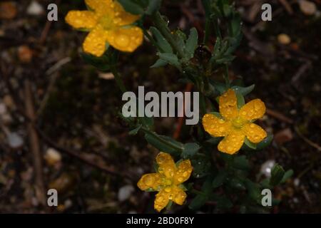 Water droplets on flower after summer storm Stock Photo