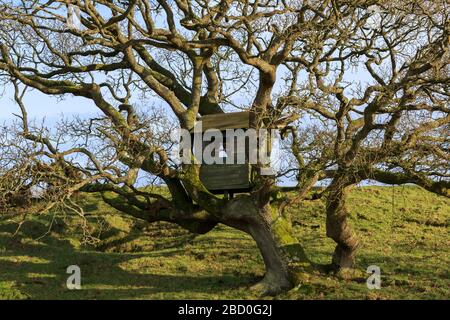 Tree house in a sunlit oak tree in mid winter Stock Photo