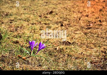 crocus flower lila violet blossom spring. Original spring background with space for your montage. Stock Photo