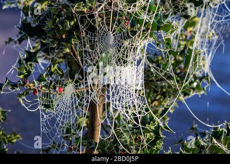 Close up on frost covered Spiders webs attached to fir tree branches with a blue sky background webs attached to Holy tree branches Stock Photo
