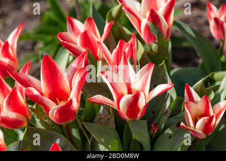 Tulip 'Pinocchio' in bloom Stock Photo