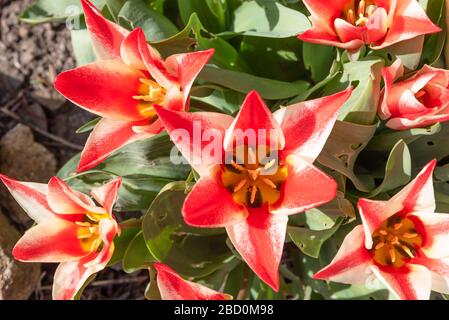 Tulip 'Pinocchio' in bloom Stock Photo