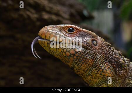 Caiman Lizard. Species: guianensis,Genus: Dracaena,Family: Teiidae,Order: Squamata,Class: Reptilia,Phylum: Chordata,Kingdom: Animalia,Reptile,Lizard Caiman Lizard Stock Photo