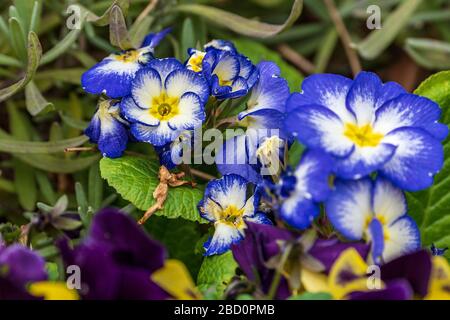 Large-flowered garden pansy - blue Stock Photo