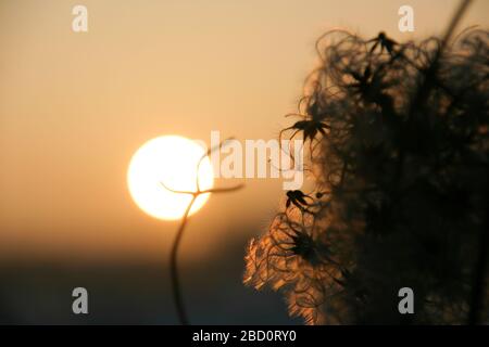 Setting sun shines through dried up clematis blossoms at the end of day Stock Photo