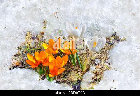 Melting snow around yellow and white crocus flowers with green leaves close up - early spring landscape. Seasonal early spring floral background - blo Stock Photo