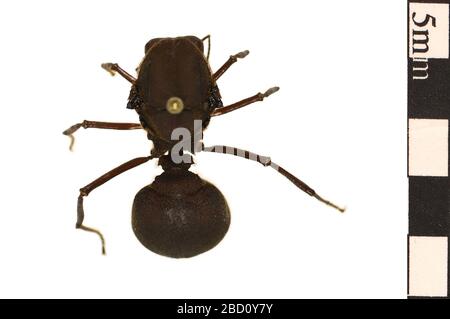 Leafcutter Ant. EO 400812 Leaf Cutter Ant Atta cephalotes 001.jpg Stock Photo