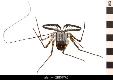 Tailless Whip Scorpion. EO 400832 Tailless Whip Scorpion Damon diadema 001.jpg Stock Photo