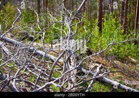 Fallen trees in the forest after a storm. National park. Stock Photo