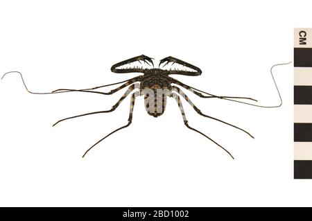 Giant Tailless Whip Scorpion. EO 401032 Tailless Whip Scorpion Damon variegatus 001.jpg Stock Photo