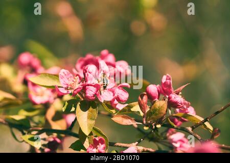 Close up of flying bees on a flower. Orange and Teal Stock Photo