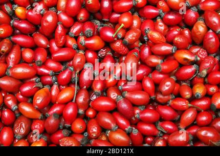 red rose hips in basket . Fresh harvested rose hips in the basket. A basket of red rose hips . Freshly picked rose hips in a basket . Stock Photo
