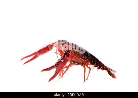 Crayfish,Crawfish isolated on white background Stock Photo