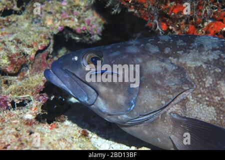 Whitespotted grouper (Epinephelus coeruleopunctatus) and cleaner fish underwater in the Indian Ocean Stock Photo