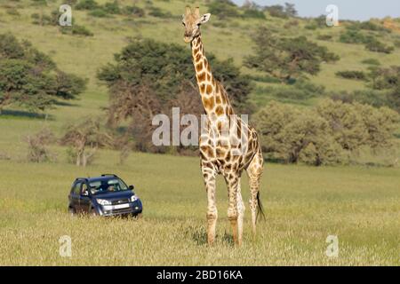 South African giraffe (Giraffa camelopardalis giraffa), adult male, standing in the grass, a car behind, Kgalagadi Transfrontier Park, South Africa Stock Photo