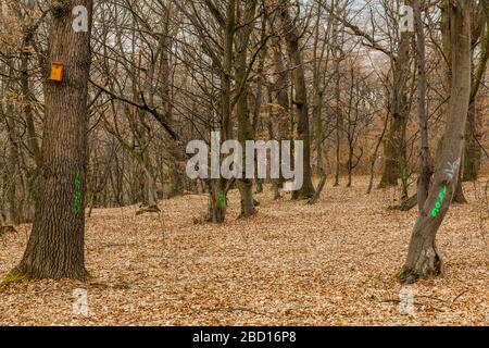 Hoia-Baciu forest, Cluj, Romania ; March 2020 - Trees in the Haunted forest of Hoia Baciu are marked and numbered as private property Stock Photo