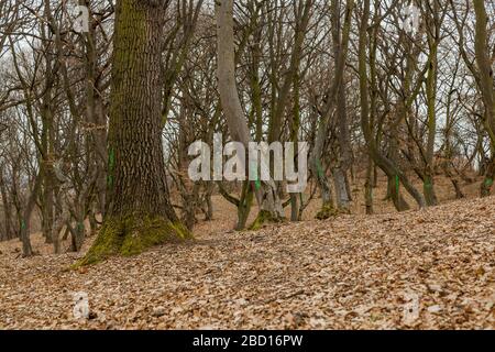 Hoia-Baciu forest, Cluj, Romania ; March 2020 - Trees in the Haunted forest of Hoia Baciu are marked and numbered as private property Stock Photo