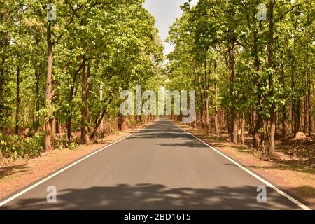 long road and both side Sal tree on out door Stock Photo