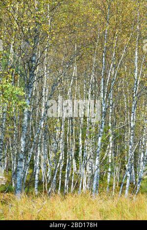 The Dense summer birch grove trees Stock Photo - Alamy