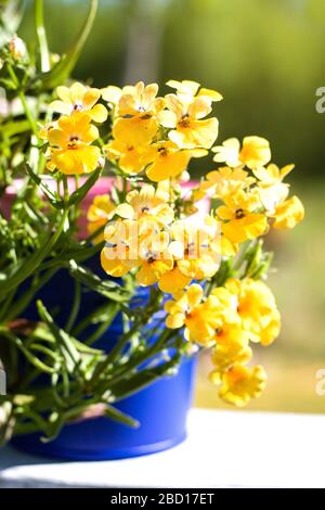 Summer garden. Orange Nemesia Strumosa or Cape Jewels flower in sunny day Stock Photo