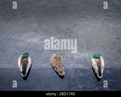 Three mallard ducks, two male and one female. One of the males is watching the others sleep. Jealousy maybe. Keeping an eye. Stock Photo