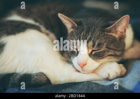 A cute furry tabby house cat is curled up on a blue blanket and fast asleep. Stock Photo