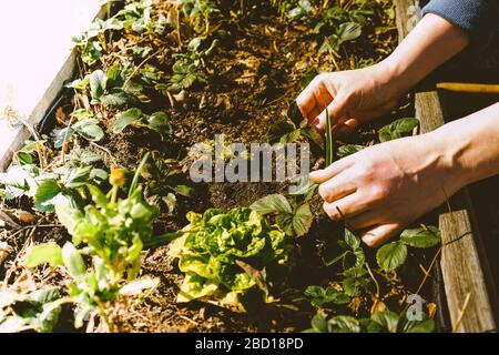 Hands and plants in the grow patch Stock Photo