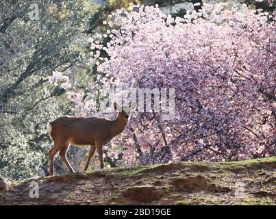 Deer and cherry blossom trees in the background Stock Photo