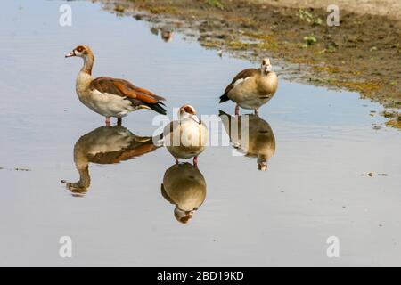 Egyptian Goose (Alopochen aegyptiaca) a member of the duck, goose, and swan family Anatidae. It is native to Africa south of the Sahara and the Nile V Stock Photo