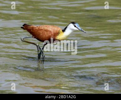 African jacana (Actophilornis africanus) is a wader in the family Jacanidae, identifiable by long toes and long claws that enable them to walk on floa Stock Photo