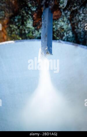 Close up of frozen birch sap on a cold spring morning. Collecting birch juice in nature Stock Photo