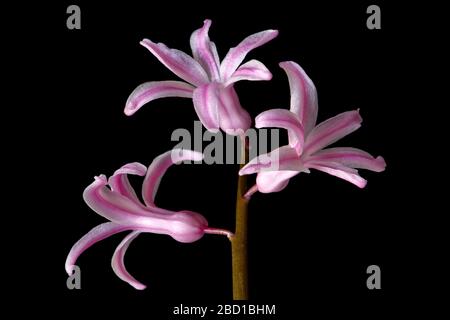 Pink hyacinth flower isolated on black background. Ornamental flowering plant in closeup macro photography. Stock Photo