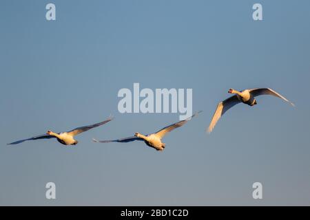 A flock of birds flying across sun lit sky Stock Photo