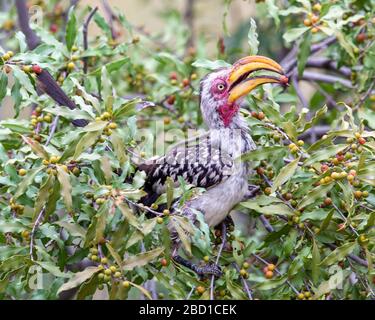 Southern Yellow Billed Hornbill Stock Photo