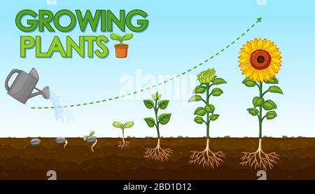 Diagram showing how plants grow from seed to sunflower illustration Stock Vector