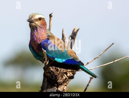 Lilac Breasted Roller Stock Photo