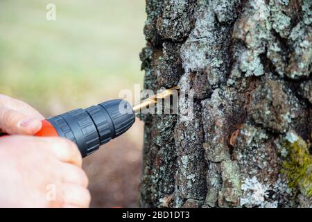 Close up of man drilling a hole to collect birch sap. Collecting silver birch juice in nature. Rural tradition Stock Photo
