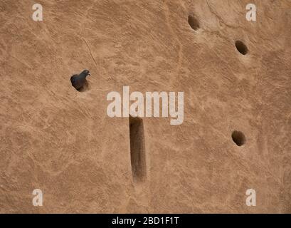 A pigeon appears from a Pigeon hole within the Al Zubara Fort, a historic Qatari military fortress in Qatar