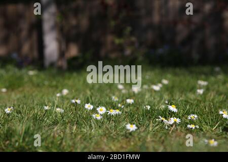 Myriad of English daisy flowers (Bellis perennis L.) daisies growing on the lawn in a UK garden, Spring 2020 Stock Photo
