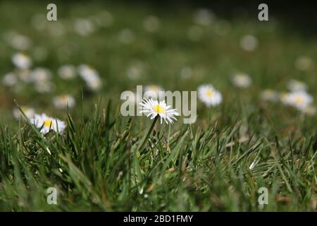 Myriad of English daisy flowers (Bellis perennis L.) growing on the lawn in a UK garden, Spring 2020 Stock Photo